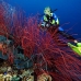 seawhip_sr_v_0705_png0932.jpg